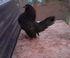 Poultry