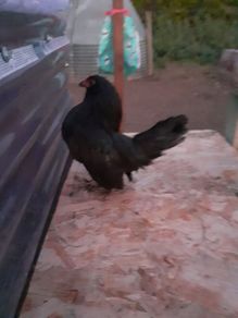 Poultry