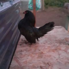 Poultry
