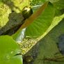 large water lillies Image 4