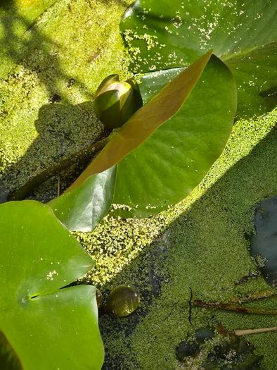 large water lillies