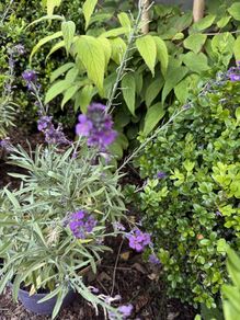 two plant free