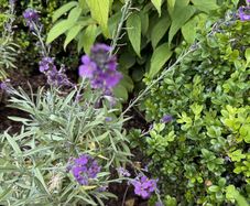 two plant free