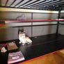 Bed with mattress Image 4