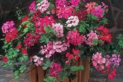 (G) Geranium Summer Showers F1 seeds (10s) (413973)