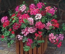 (G) Geranium Summer Showers F1 seeds (10s) (413973)