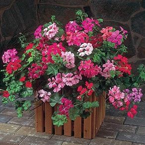 (G) Geranium Summer Showers F1 seeds (10s) (413973)