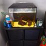 fish tank Image 2