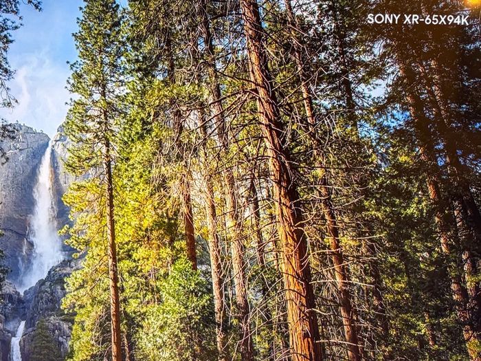 TV (Sony) 65in 4k