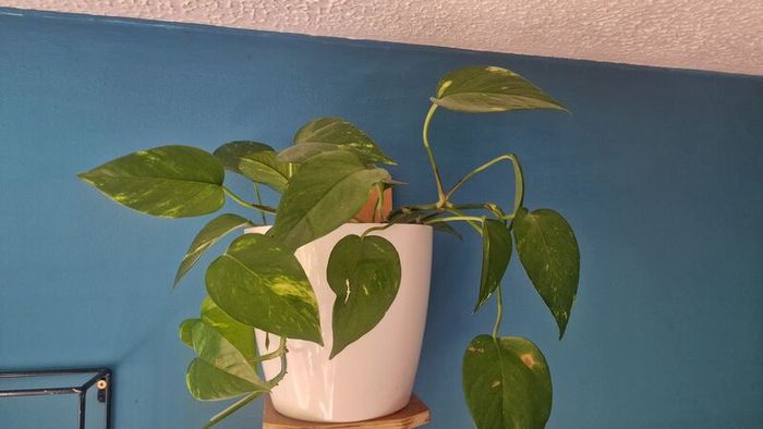 Epipremnum aureum