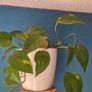 Epipremnum aureum Image 2