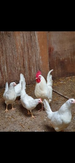 Point of lay pullets/hens