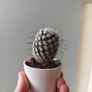 cacti Image 8