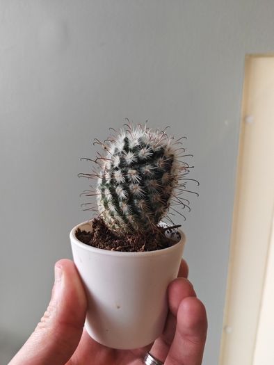 cacti