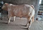 Pedigree Charolais Bull 5 Stars