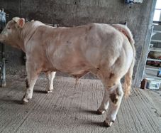 Pedigree Charolais Bull 5 Stars