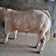 Pedigree Charolais Bull 5 Stars
