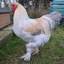 hatching eggs Image 2