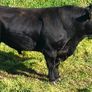 Angus bull Image 5