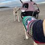 Dog Duo Bike and Buggy Image 3