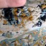 rug Image 4