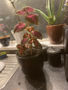 colues plant