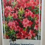 Azalea japonica 'stewartstown' flowering now Image 3