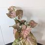 Syngonium Neon Robusts Plant Image 4