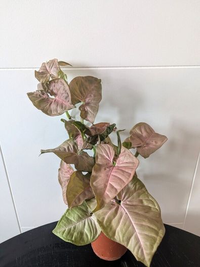 Syngonium Neon Robusts Plant