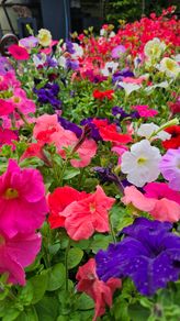Summer Bedding Flowers, Trailing Plants