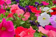 Summer Bedding Flowers, Trailing Plants