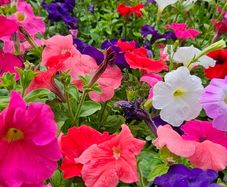 Summer Bedding Flowers, Trailing Plants