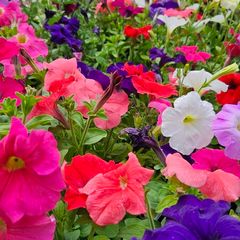 Summer Bedding Flowers, Trailing Plants