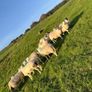 Hilltex organic ewe lambs Image 8