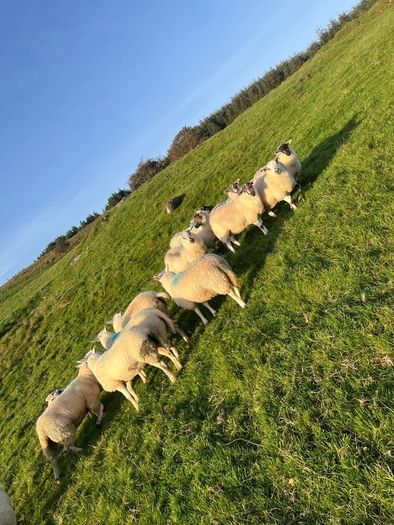 Hilltex organic ewe lambs