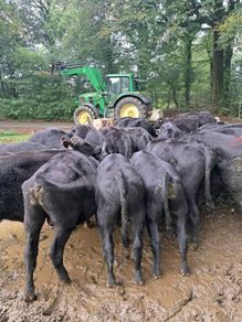 AA weanling  bulls &Heifers