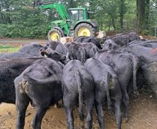 AA weanling  bulls &Heifers