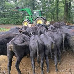 AA weanling  bulls &Heifers