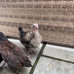 Easter egger chicks to sell