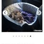 dog car seat Image 2