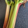 Organic Rhubarb Image 3