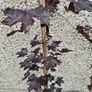 Acer Trees Image 3