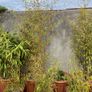 bamboo plants different varieties Image 7