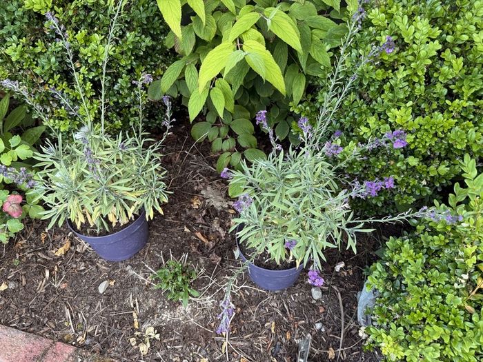 two plant free