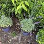 two plant free Image 2