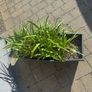 plant Image 2