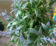 artificial plant
