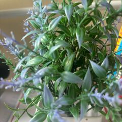 artificial plant