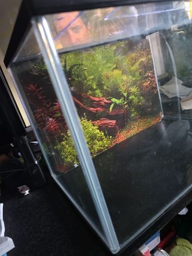 Small Fish tank