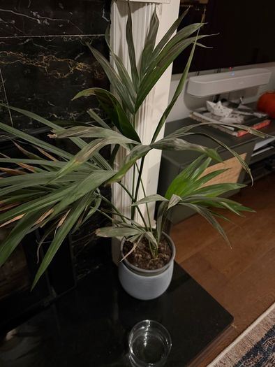 Plants for sale